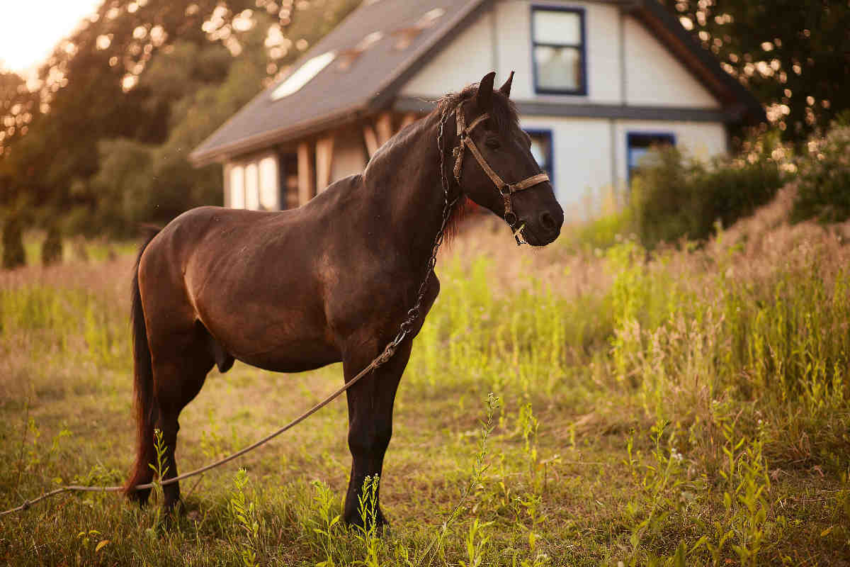 Healthy horse in a well-managed barn — representing streamlined barn operations with OnlineBarnManagement software