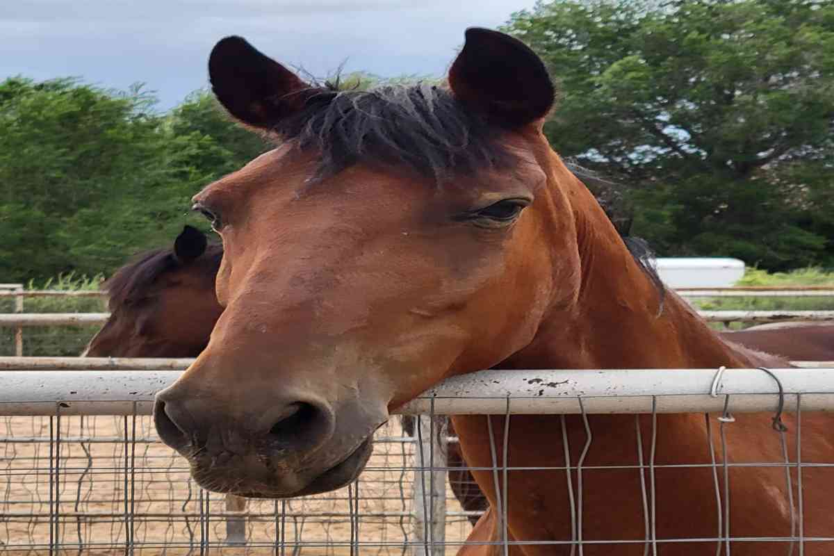 Spreadsheet Sally
