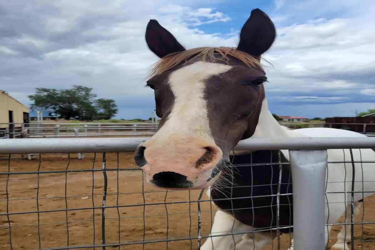 Stable Genius